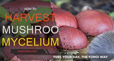 Grow Your Own: Harvesting Mushroom Mycelium at Home