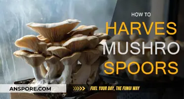 Harvesting Mushroom Spores: A Step-by-Step Guide