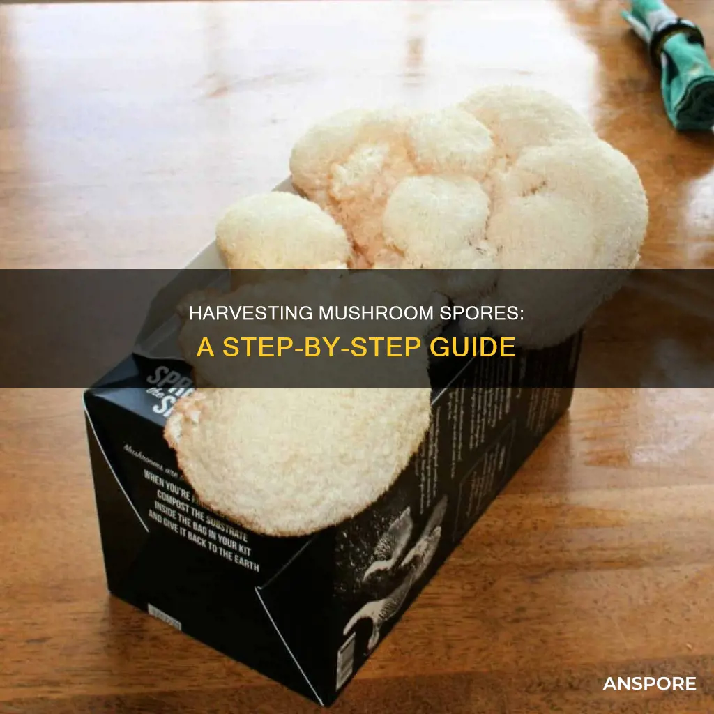 how to harvest mushroom spoors