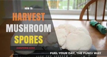 Mastering Mushroom Spore Harvesting: A Step-by-Step Guide for Beginners