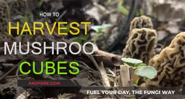 Harvesting Mushroom Cubes: A Step-by-Step Guide