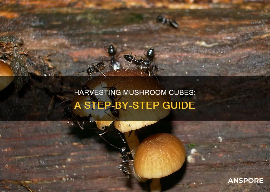 how to harvest mushrooms cubes