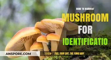 Harvesting Mushrooms for Identification: A Beginner's Guide to Safe Foraging