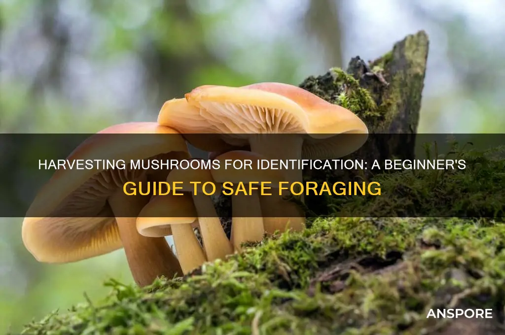 how to harvest mushrooms for identification