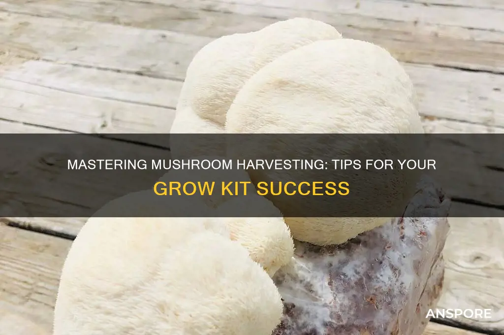 how to harvest mushrooms from a grow kit