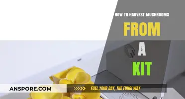 Easy Mushroom Harvesting: A Step-by-Step Guide for Kit Growers