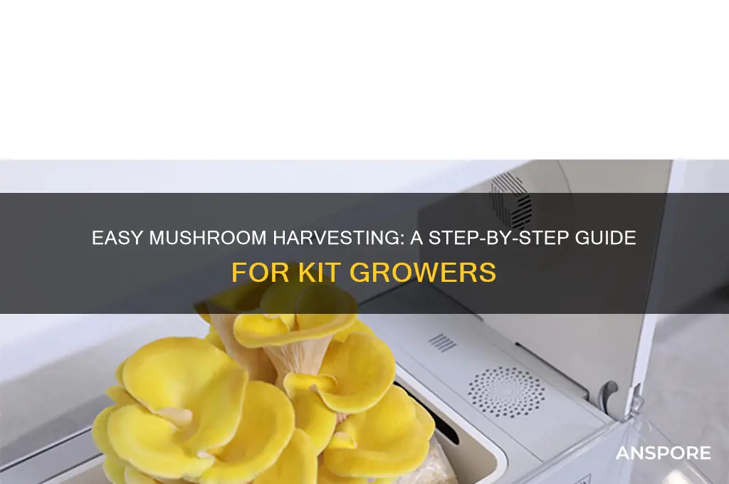 how to harvest mushrooms from a kit