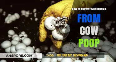 Harvesting Mushrooms from Cow Manure: A Step-by-Step Guide