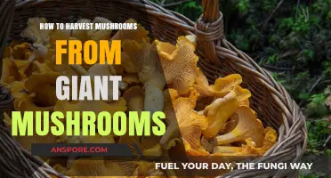 Harvesting Mushrooms from Giant Fungi: A Step-by-Step Guide