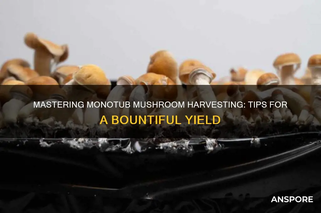 how to harvest mushrooms from monotub