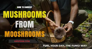 Harvesting Mushrooms from Mooshrooms: A Step-by-Step Guide for Beginners