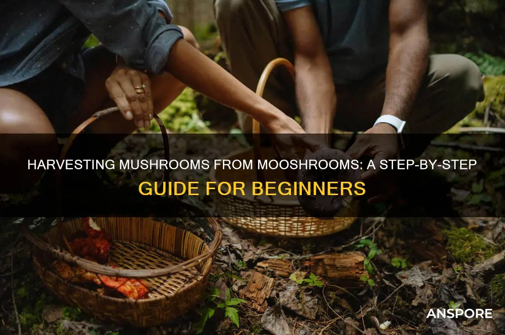 how to harvest mushrooms from mooshrooms