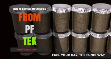 Mastering PF Tek: A Step-by-Step Guide to Harvesting Mushrooms