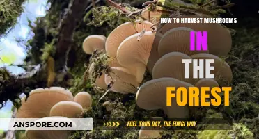 Foraging Forest Mushrooms: A Beginner's Guide to Safe Harvesting