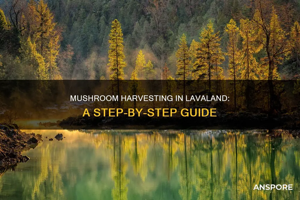 how to harvest mushrooms lavaland