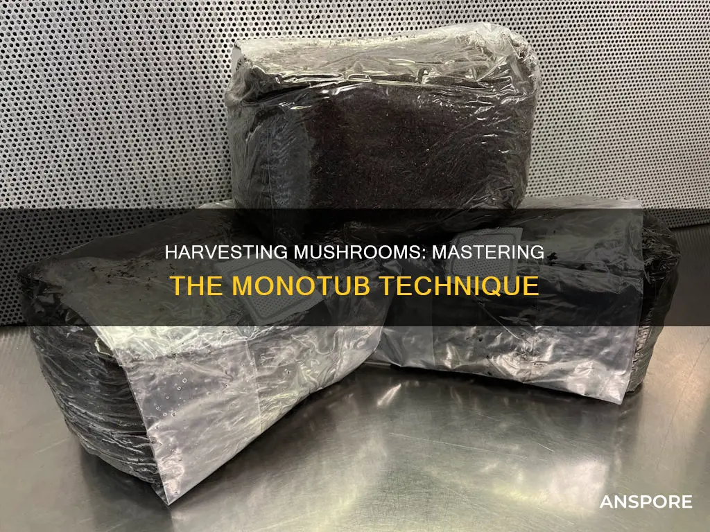 how to harvest mushrooms monotub