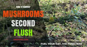 Mastering the Second Flush: Tips for Harvesting More Mushrooms