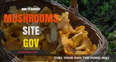 Government Guide: Harvesting Mushrooms Safely and Sustainably in the Wild