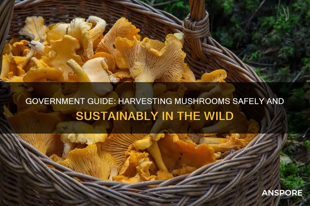 how to harvest mushrooms site gov