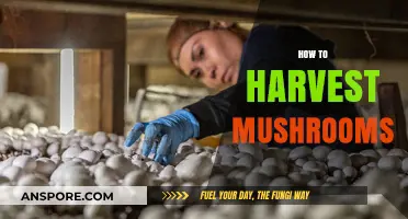 Mushroom Harvesting: A Step-by-Step Guide to Success