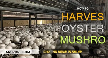 Grow, Pluck, and Cook: Oyster Mushrooms