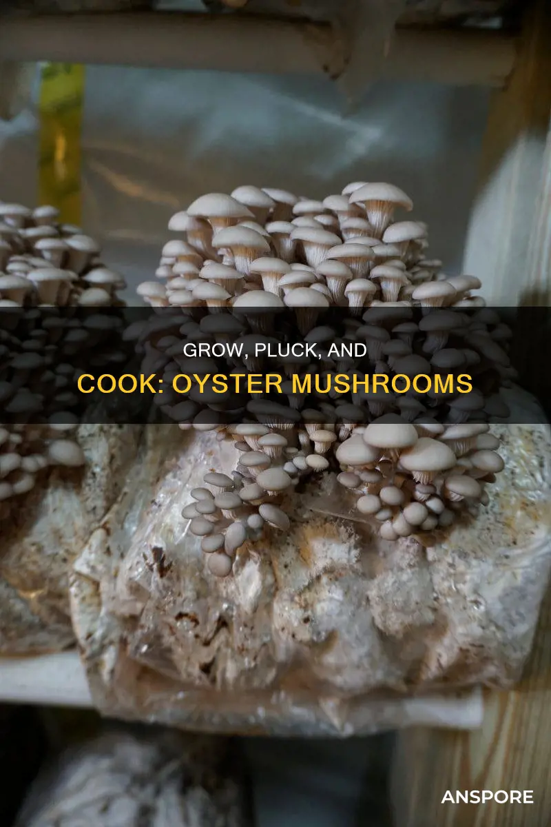 how to harvest oyster mushroom