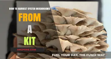 Harvesting Oyster Mushrooms: A Step-by-Step Guide to Growing Your Kit