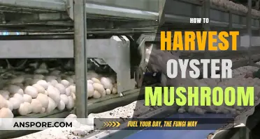 Grow, Pluck, and Cook: Oyster Mushrooms