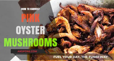 Harvesting Pink Oyster Mushrooms: A Step-by-Step Guide for Beginners