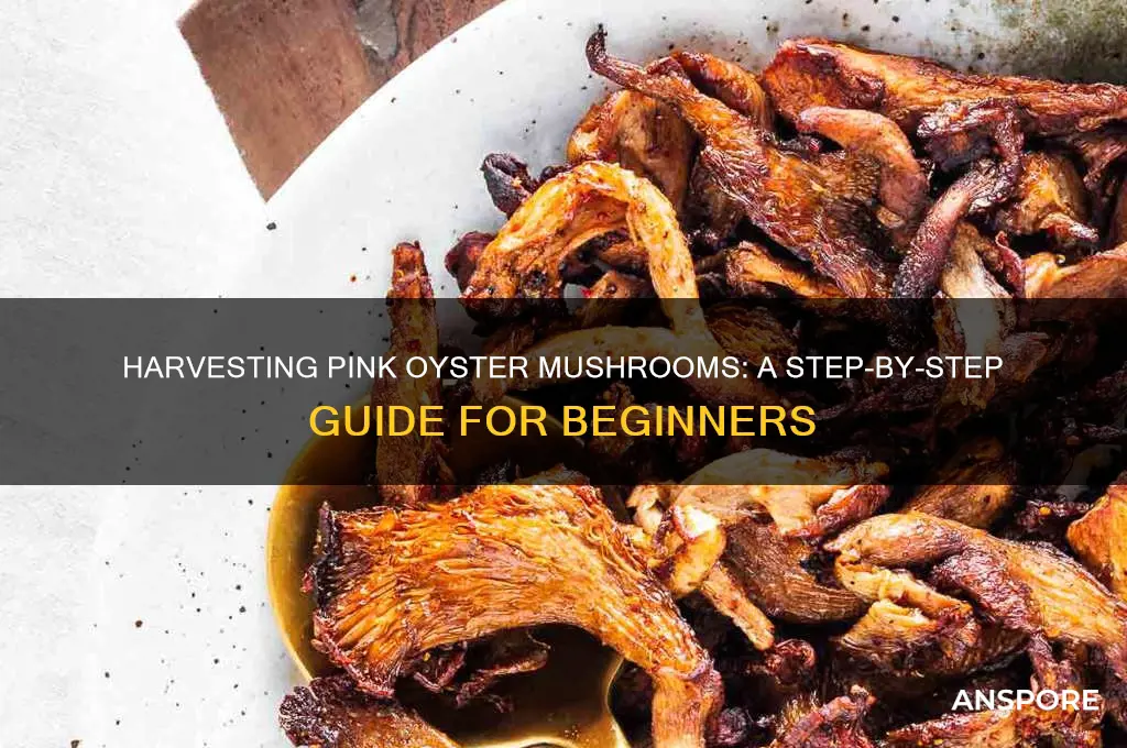 how to harvest pink oyster mushrooms