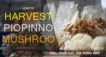 Grow Your Own Pioppino Mushrooms: An Easy Harvesting Guide