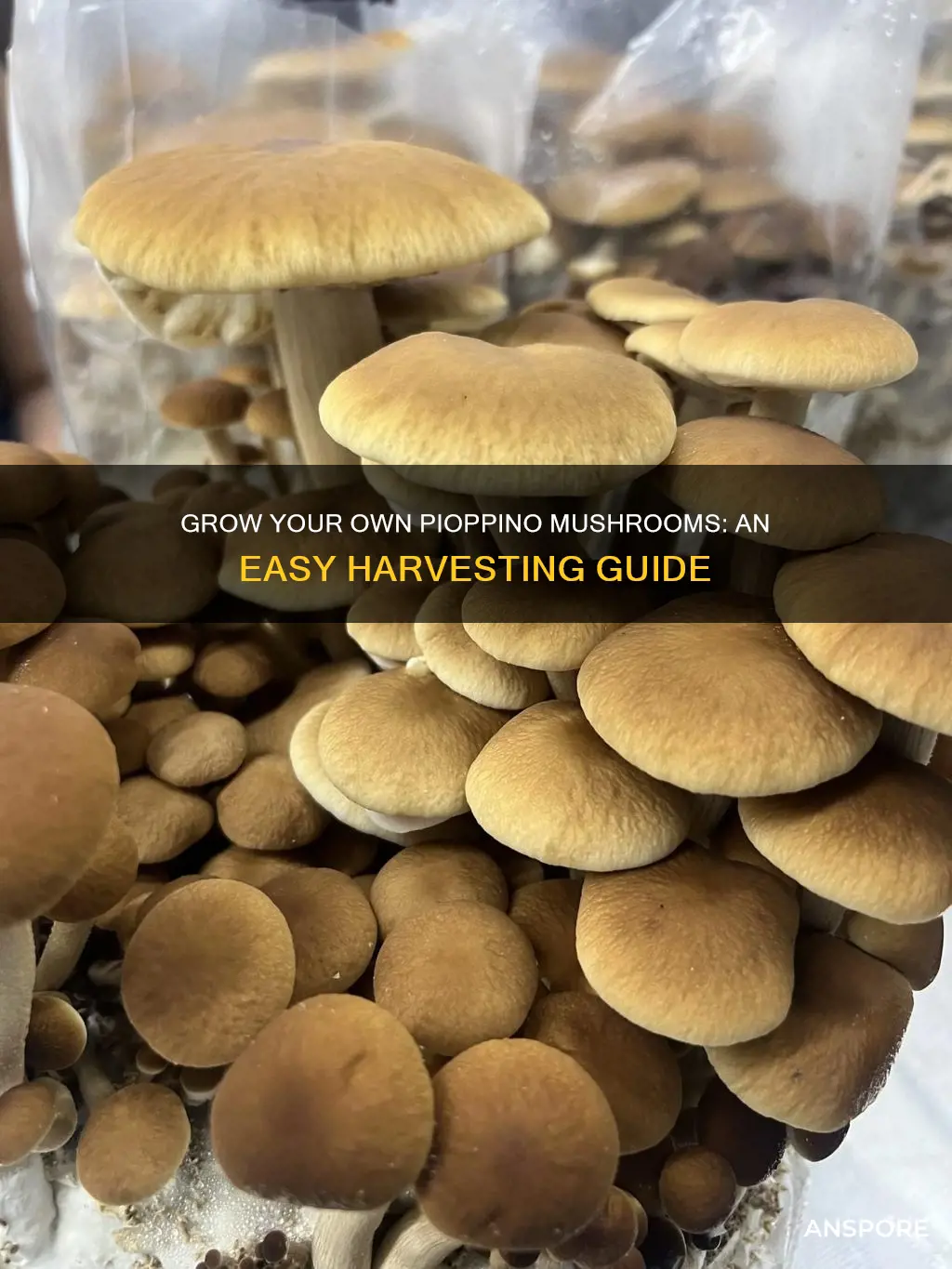 how to harvest piopinno mushroom