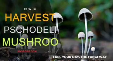 The Ultimate Guide to Harvesting Psychedelic Mushrooms