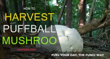 Foraging for Puffball Mushrooms: A Step-by-Step Guide