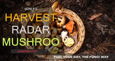 Harvesting Radar Mushrooms: A Step-by-Step Guide