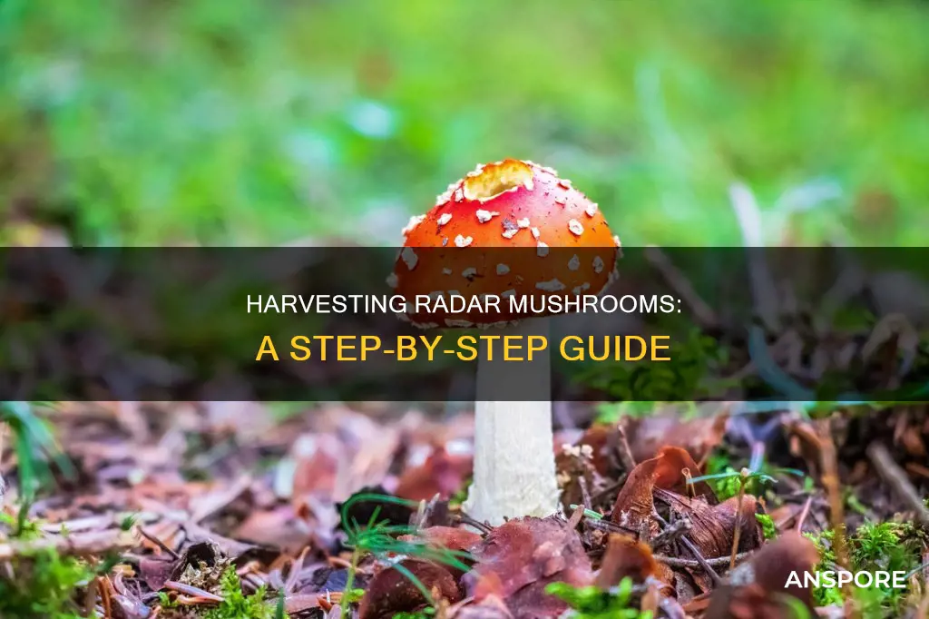 how to harvest radar mushrooms