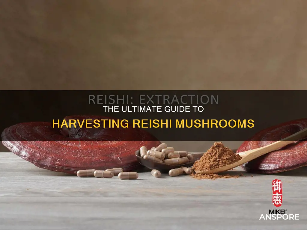 how to harvest raishi mushroom