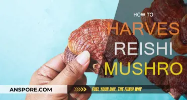 Harvesting Reishi Mushrooms: A Step-by-Step Guide