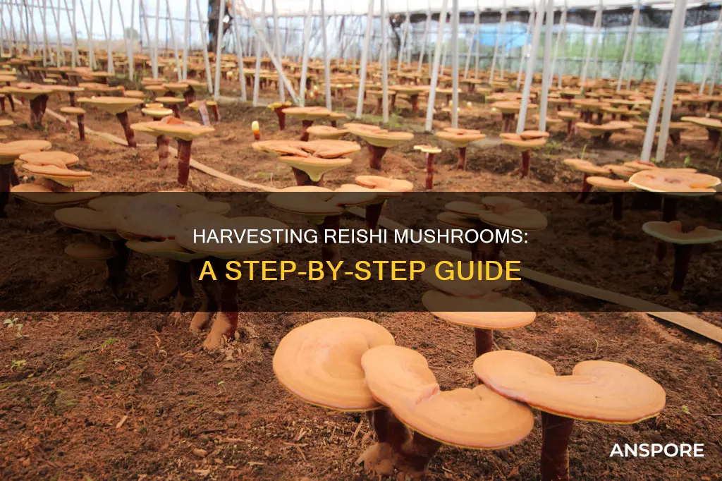how to harvest reishi mushrooms