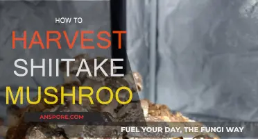 Harvesting Shiitake: A Step-by-Step Guide to Success