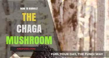 Harvesting Chaga Mushroom: A Step-by-Step Guide to Sustainable Foraging