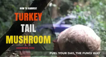 Harvesting Turkey Tail Mushrooms: A Step-by-Step Guide for Beginners