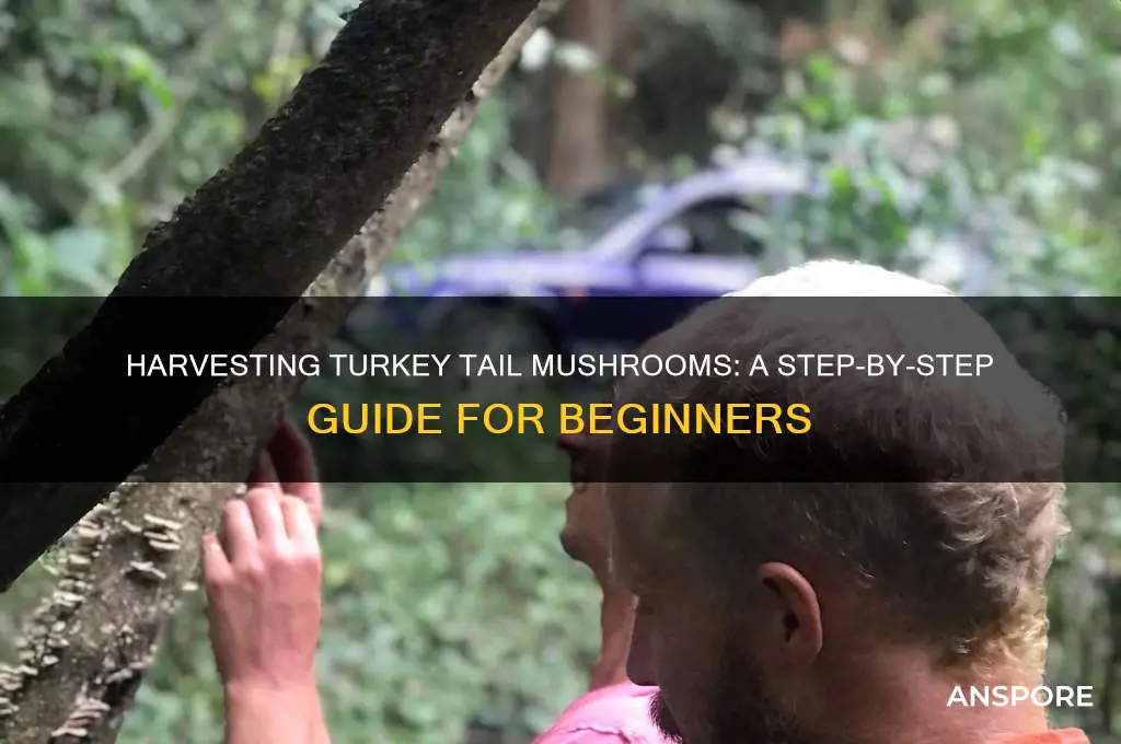 how to harvest turkey tail mushroom