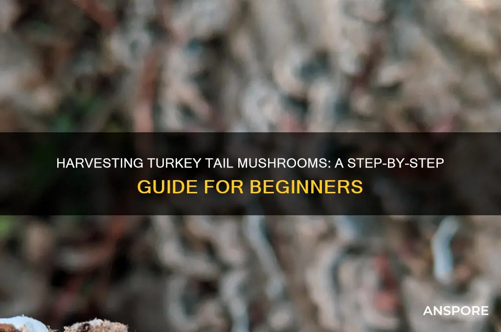 how to harvest turkey tail mushrooms