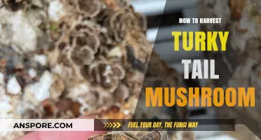 Harvesting Turkey Tail Mushrooms: A Step-by-Step Guide for Beginners