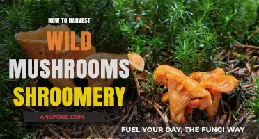 Harvesting Wild Mushrooms: A Shroomery Guide for Foragers