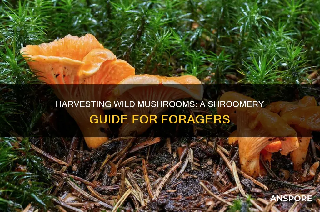 how to harvest wild mushrooms shroomery