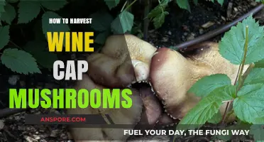 Mastering Wine Cap Mushroom Harvesting: Tips for a Bountiful Yield