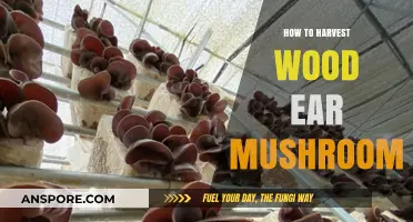Harvesting Wood Ear Mushrooms: A Step-by-Step Guide for Beginners