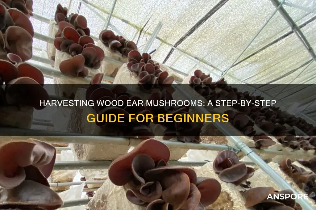 how to harvest wood ear mushroom